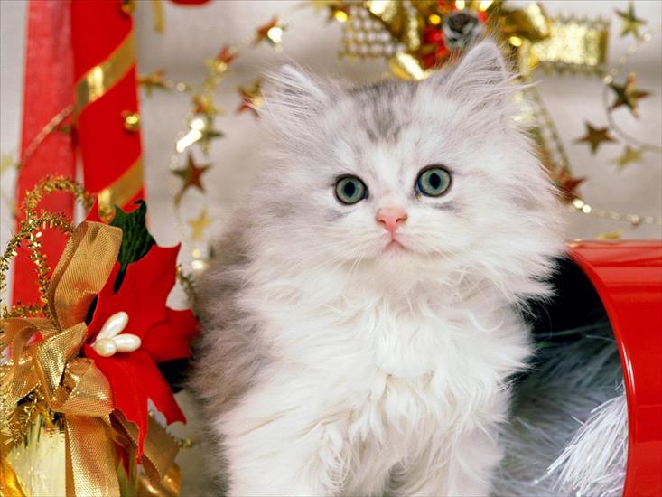Koty i kotki - Christmas Kitten.jpg
