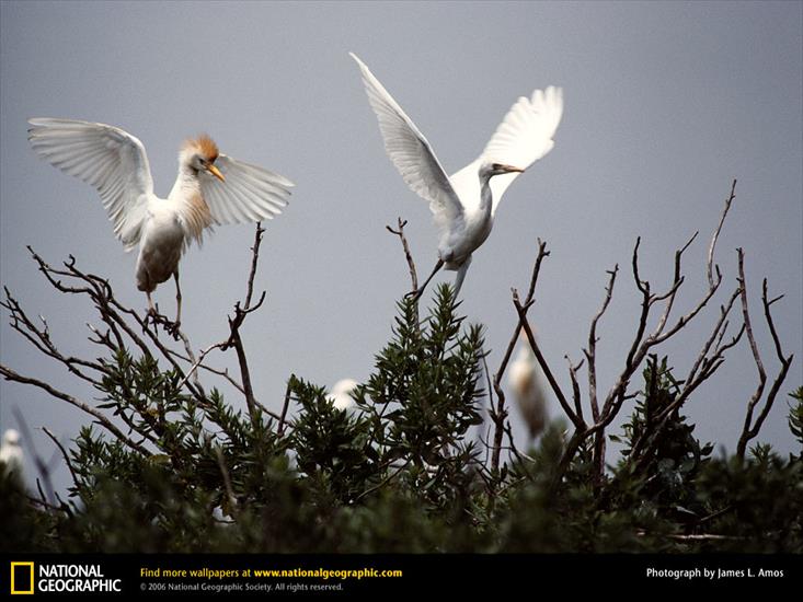 NatiOnal geOgraphic - 454.jpg