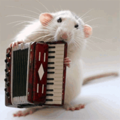 śmieszne zwierzęta - song mouse.gif