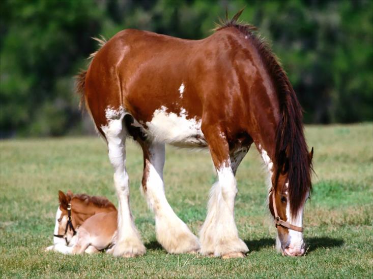 Różne zdjęcia koni - Horses_01.jpg