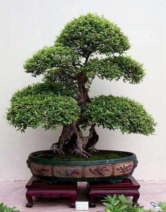 ZDJĘCIA - bonsai_wypas.jpg