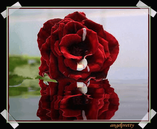 róże czerwone - 4f231c054439bc56eee3cb0.gif