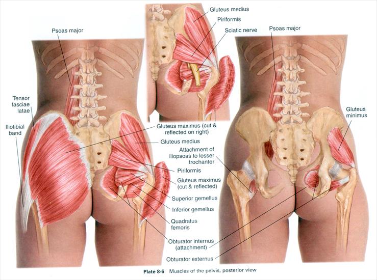 Anatomia masażu - P 8-6.JPG