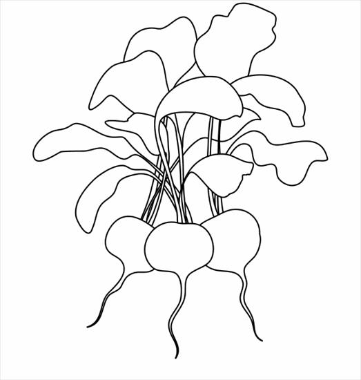 edukacja przyrodnicza warzywa - radishes.PNG