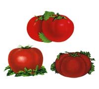  Gify pomidory - 14.jpg
