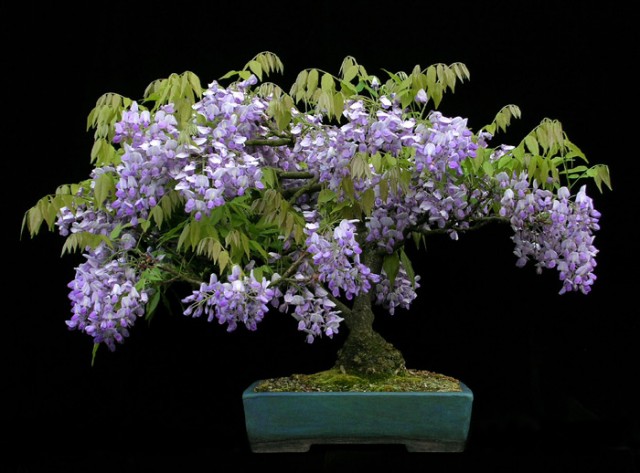Drzewka Bonsai - mediumjvjabs47a26608af475.jpg