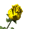 Róże żółte - love 0119.gif
