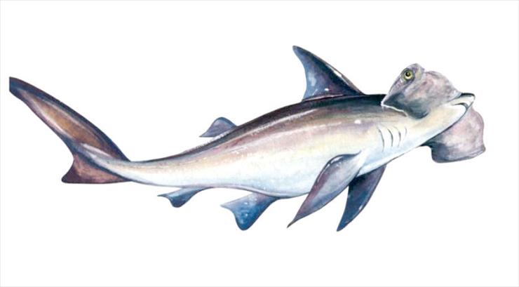 Zwierzęta morskie justka777 - Rekin młot.jpg