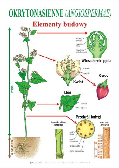 Biologia, przyroda - 13 elementy budowy.jpg