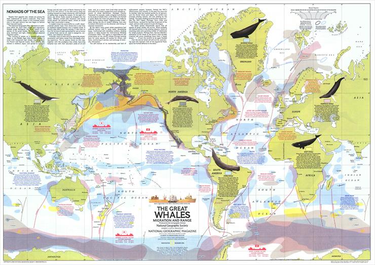 Mapy National Geographic. 538 map. Wysoka jakość - Great Whales, Migration and Range 1976.jpg