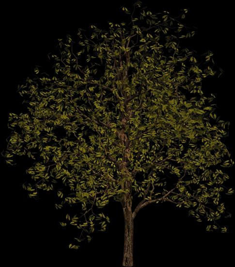 Drzewa, krzewy - 3.png