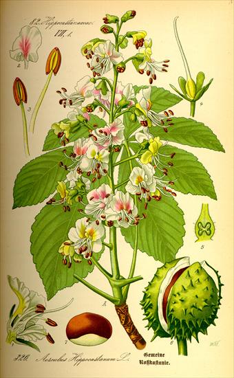 Szata roślinna - Aesculus hippocastanum - Kasztanowiec pospolity.jpg